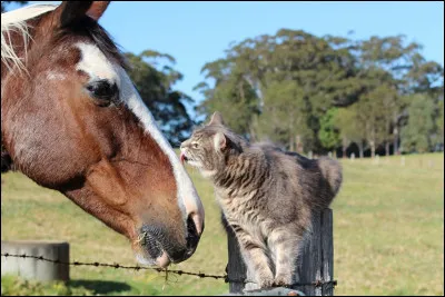 Et qu'est-ce que tu as ou aimerais avoir ?