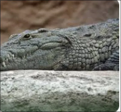 Le crocodile est ...