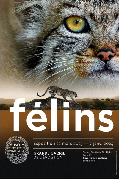 Quel est le félin qui court le plus vite ?