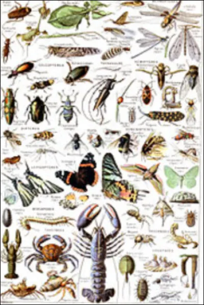 Quel est l'insecte qui vole le plus vite ?