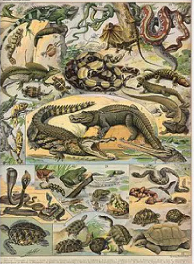 Quel est le reptile qui se déplace le plus vite ?