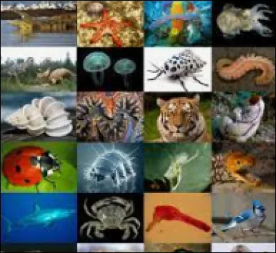 Quel est l'animal le plus grand ?