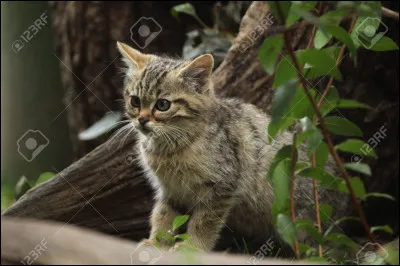 Quel nom d'apprenti voudrais-tu avoir ?