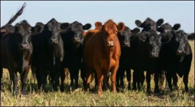 Quelle est cette race de buf écossaise fournissant une viande exceptionnelle ?