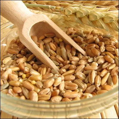 Quelle céréale est aussi appelée ''blé des Gaulois'' ?