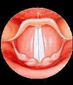 Quelle est la position des cordes vocales lors de la phonation?