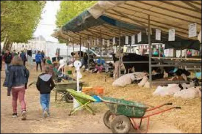 Je vous emmène à la fête de l'élévage, dans les Bosquets, au château de Lunéville. Pouvez-vous me rappeler le surnom du château ?