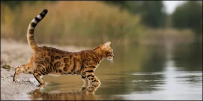 Un chat est en train de se noyer...