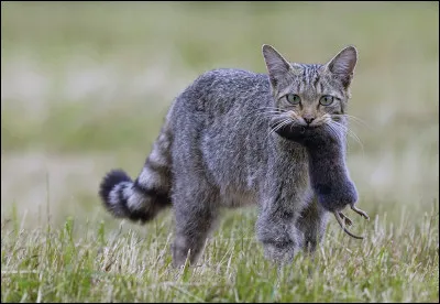 Parmit= ces chats, qui sont les enfants de Poil de Châtaigne ?