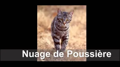 Laquelle de ces chattes a eu des petits ?