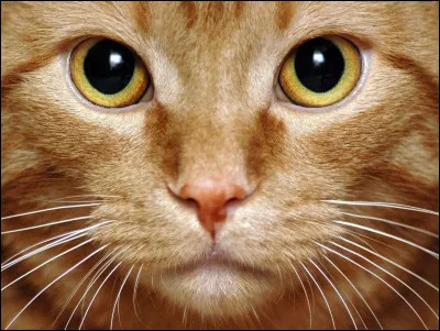 Les chats ont-ils des moustaches ?