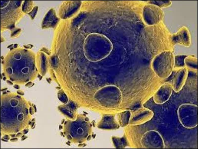 Quel est le principal organe affecté par le virus SARS-CoV-2 ?