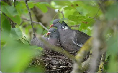 Combien le pigeon a-t-il d'ufs par ponte ?