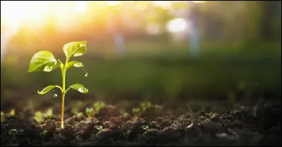 Situation : tu vas approfondir tes connaissances sur les remèdes avec ton maître, que fais-tu ?