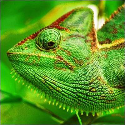 Quel groupe britannique, dont le chanteur était George ODowd, a sorti le tube "Karma Chameleon" ?