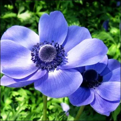 Quel appendice possèdent les anémones de mer ?