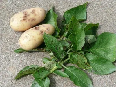 Les tubercules de la pomme de terre sont :