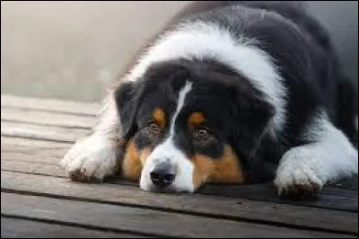 Lors d'un passage sur Meta TV, l'une de ses déclarations est devenue un mème sur internet. 
De laquelle s'agit-il ?