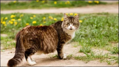 Plusieurs jours après, la guérisseuse, Menthe Fraîche te félicite mais tu ne sais pas pourquoi. Elle t'explique alors que tu attends des chatons ! Comment réagis-tu ?