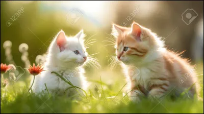 Tes frères : Petit Lion et Petit Roi ainsi que ta sur Petite Myrtille, décident d'aller en forêt, que fais-tu ?