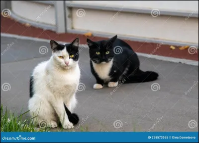 Tu te nommes maintenant Nuage Gelée ! Qui est ton mentor ?