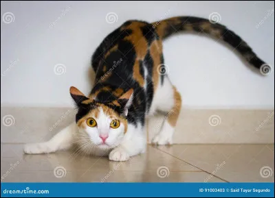 Ton mentor, qui est Lune de Diamant, te fait beaucoup travailler mais tu sais que cela t'aidera. Mais là, elle a quelque chose à faire et te laisse seule. Tu décides d'aller faire un tour en forêt et rencontres un autre chat qui porte l'odeur du Clan du Ciel. Que lui dis-tu ?