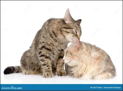 Tu as accepté mais il te dit de te revoir encore et encore... Il t'avoue ses sentiments ; et toi, l'aimes-tu ?