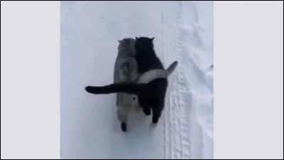 Ton chef, Étoile d'Espoir, arrête l'assemblée et part. Sur le chemin, Nuage de Saphir vient te rejoindre en disant qu'il est désolé que Nuage de Lion soit mort. Que lui dis-tu ?