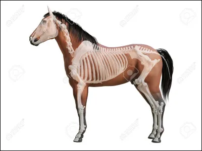 De quoi se compose la 1re phalange ?