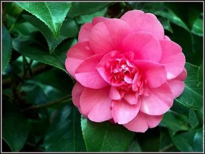 Lequel n'est pas un arbre  fleurs ?