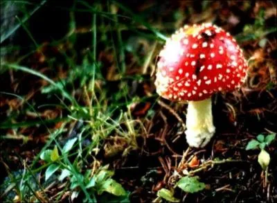 Un champignon qui contient du poison est :