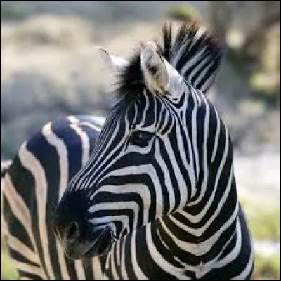 Toujours sur les zèbres, ils sont :