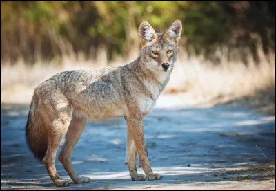 Quel est cet animal ?