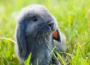 Quiz Les animaux