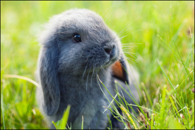 Les lapins aiment-ils vraiment les carottes ?