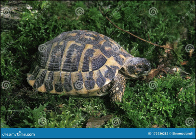 Est-ce que les tortues peuvent enlever leur carapace ?
