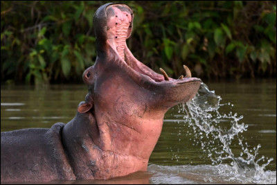 Le lait de lhippopotame est rose.