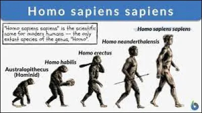 Quand sont apparus les premiers Homo sapiens ?