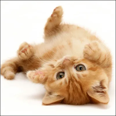 De quel pays le chat est-il originaire ?