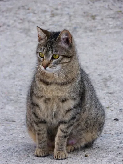 Combien de temps dure la gestation de la chatte ?