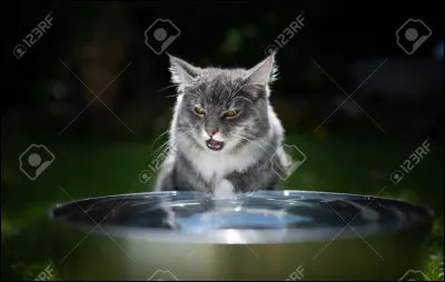 Quelle race de chats aime-elle particulièrement se baigner ?