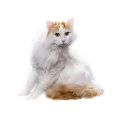 Les chats de la race "turc de van" est-elle toujours de robe roux et blanc ?