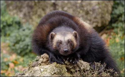 Animaux : Quel mammifère carnivore vivant dans la taïga et la toundra d'Amérique du Nord et d'Eurasie est le plus grand représentant de la famille des mustélidés ?