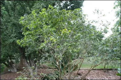 Actuellement, quel est le plus jeune député français ?