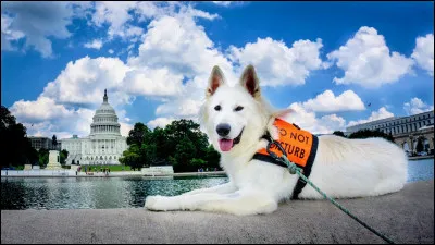 Quelle est cette race de chien ?