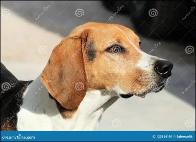 Quelle est cette race de chien ?