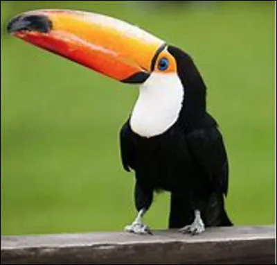 Quel est cet oiseau en T caractérisé par un bec coloré surdimensionné, animal présent dans toute l'Amérique tropicale ?