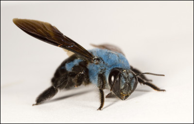 Les abeilles peuvent être bleues !