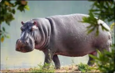 L'animal qui tue le plus d'hommes chaque année est l'hippopotame.