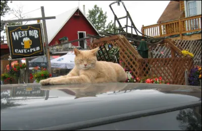 À Talkeetna, une ville en Alaska, un chat a été élu maire pendant 20 ans.